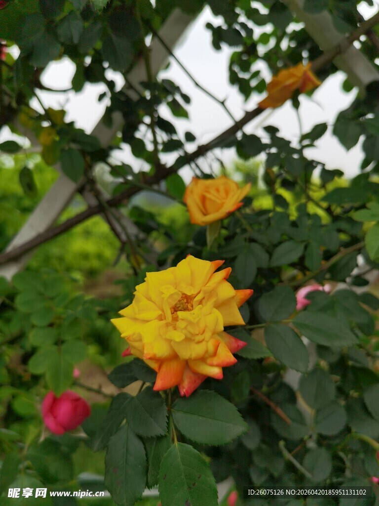 枝头绽放的多彩月季花