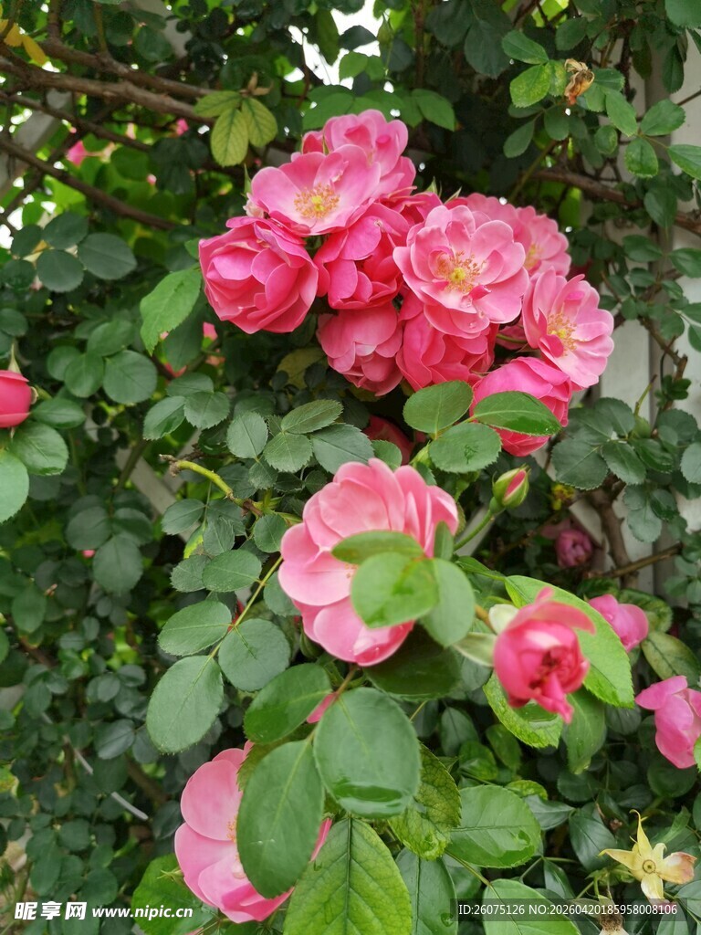 娇艳盛开的粉红色月季花