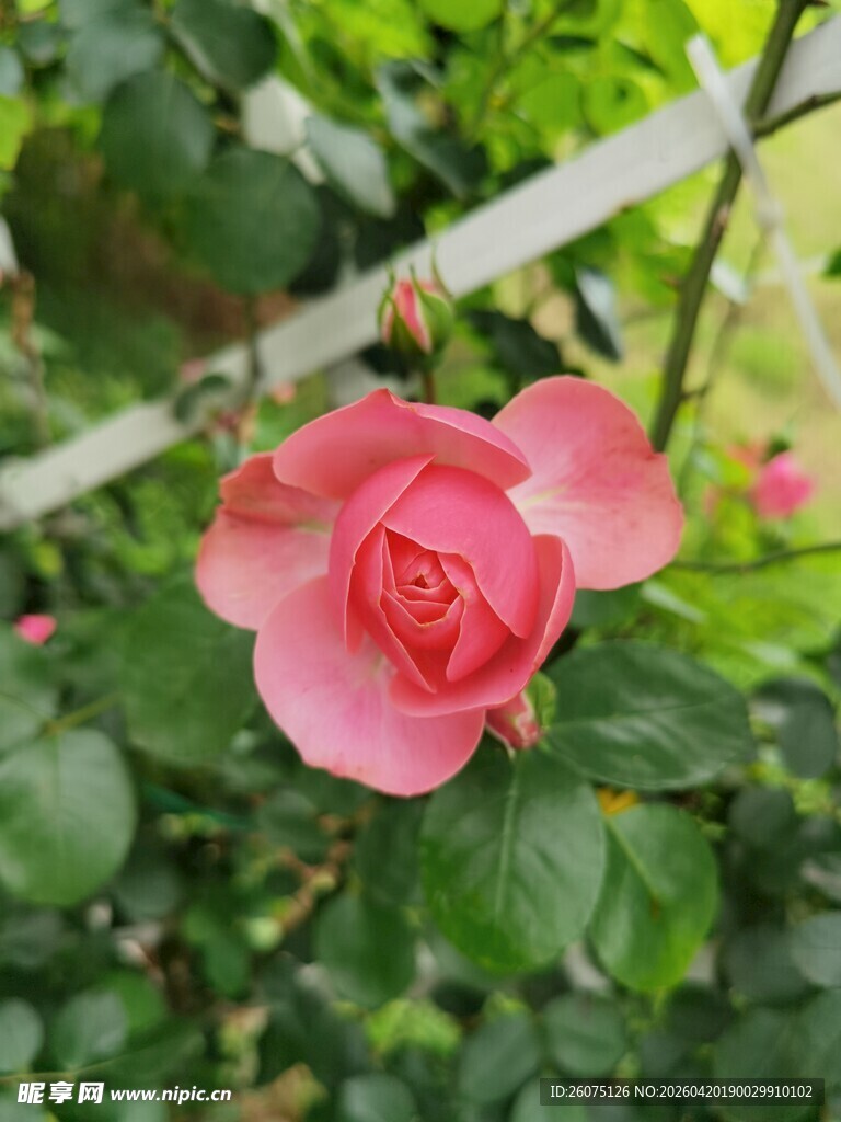 娇艳盛开的粉色山茶花