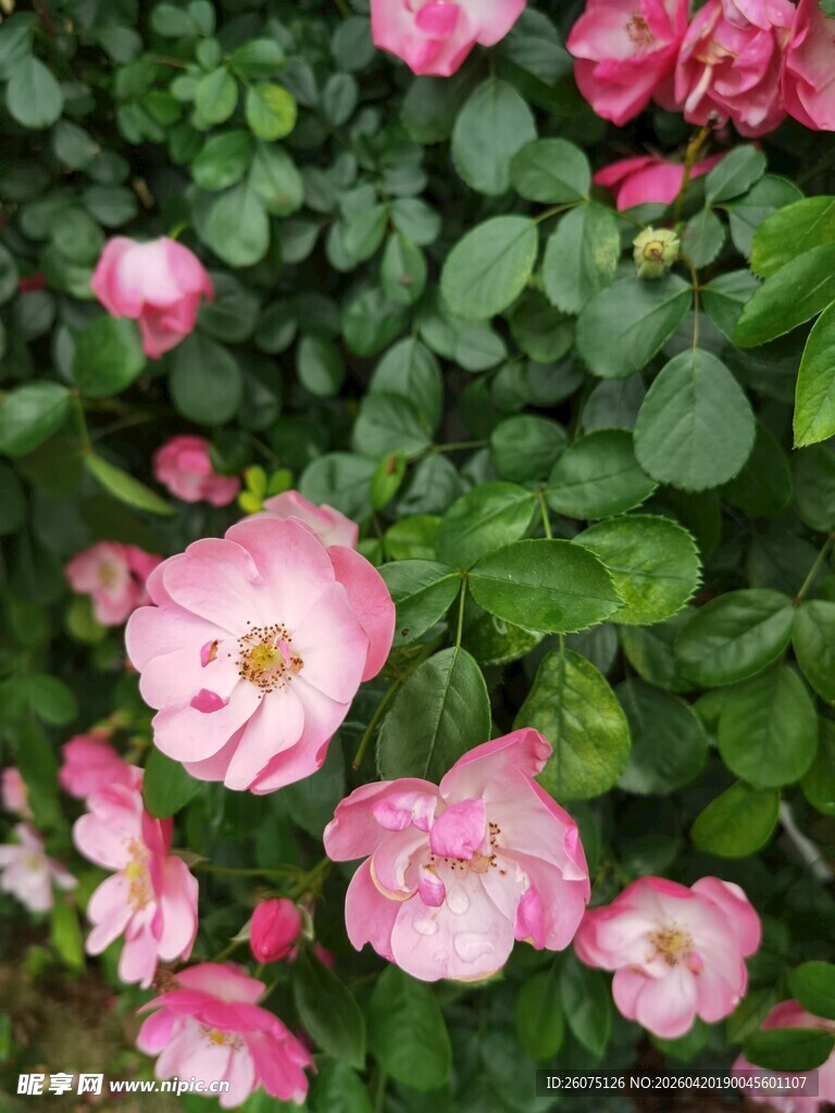 粉色娇艳月季花绽放