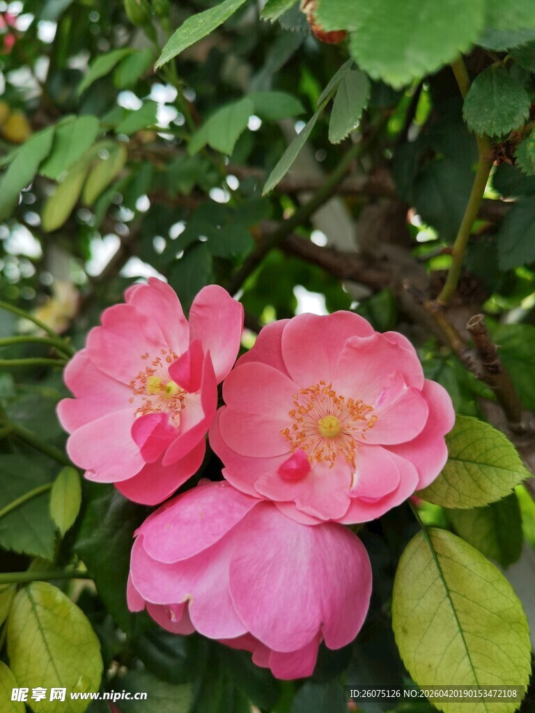 娇艳粉色山茶花绽放