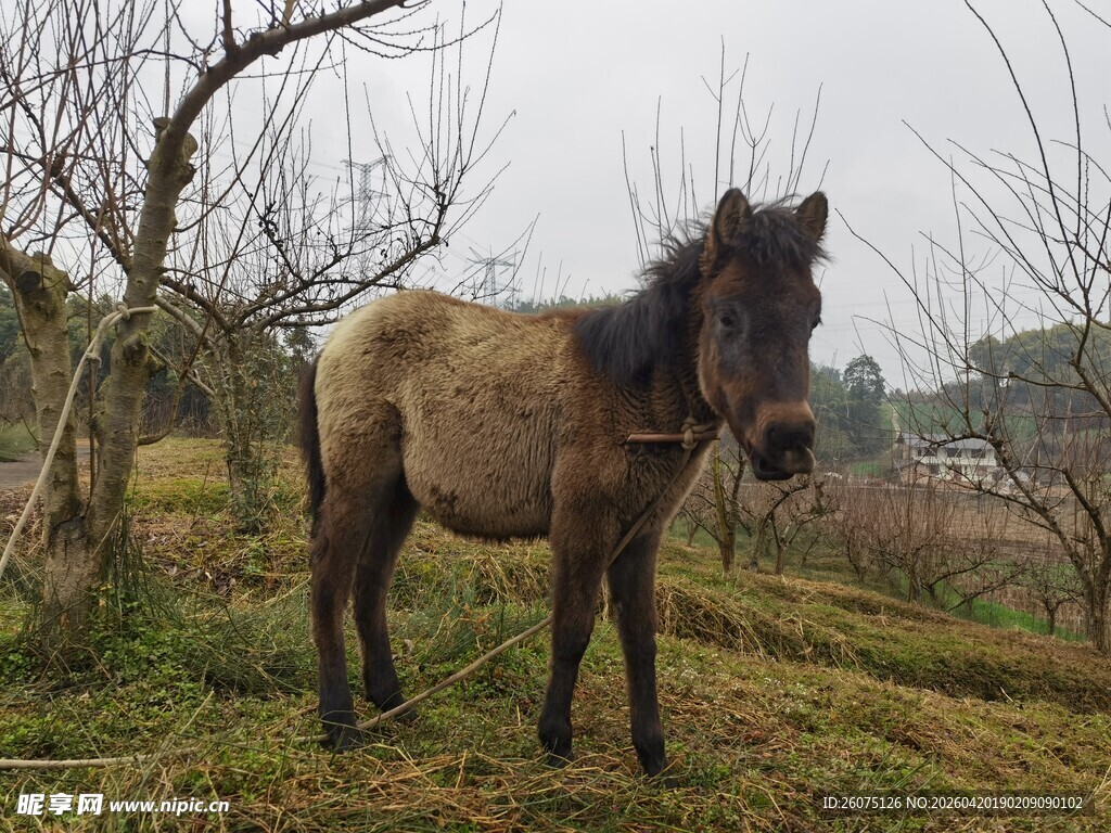 野外孤立马匹