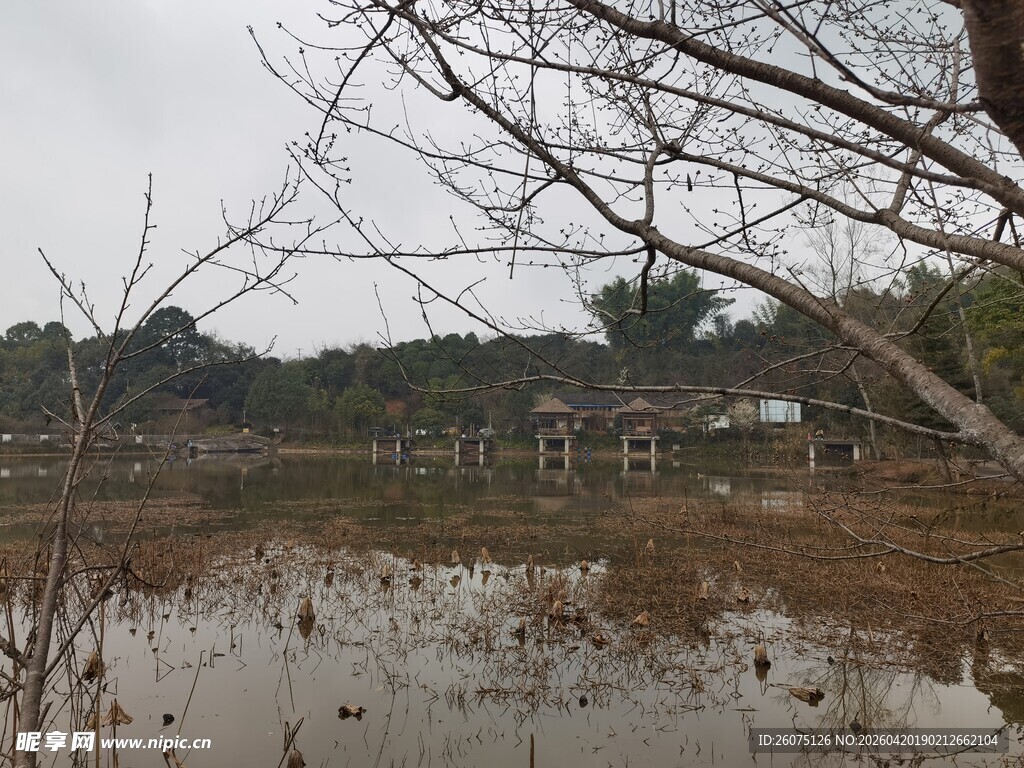 冬日枯树旁的静谧水域
