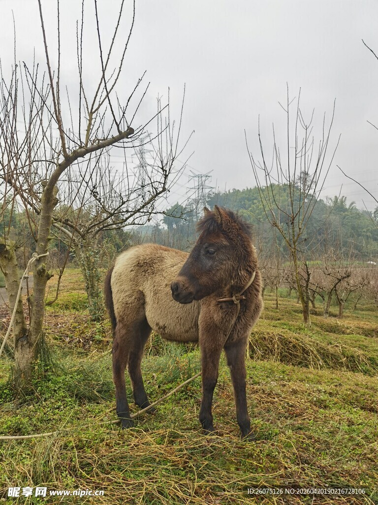 草原上的骏马