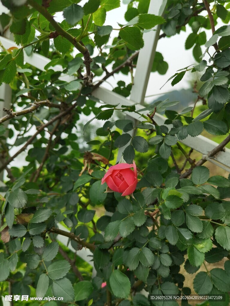 绿叶丛中一朵娇艳红玫瑰