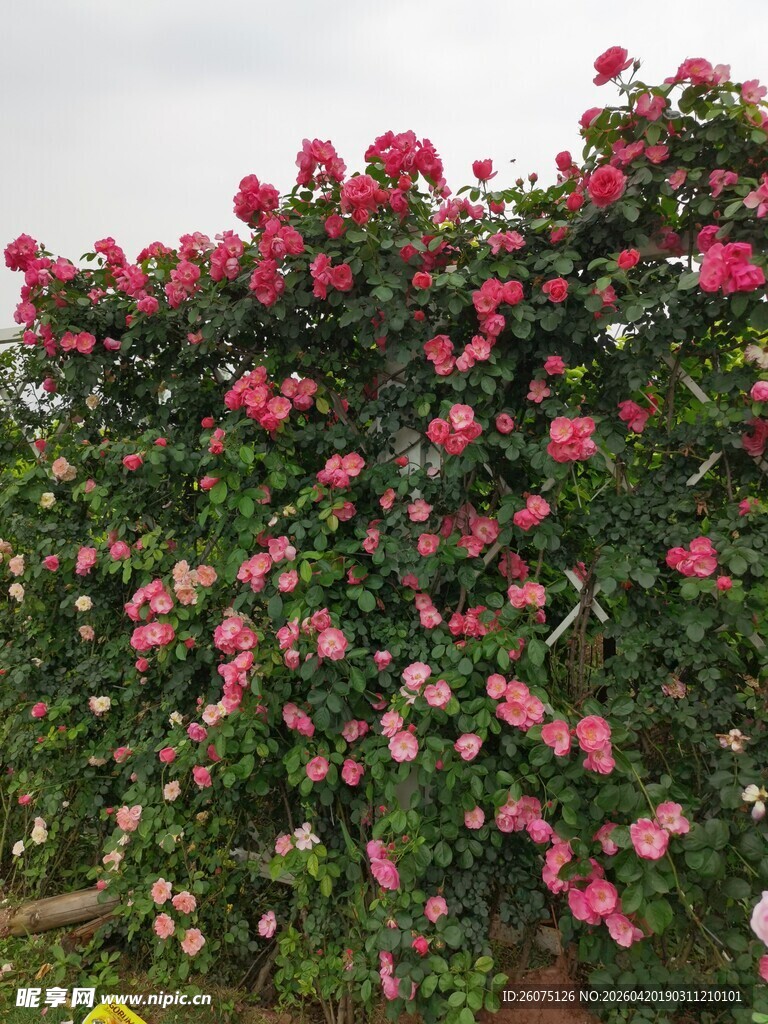 繁花满墙的艳丽蔷薇