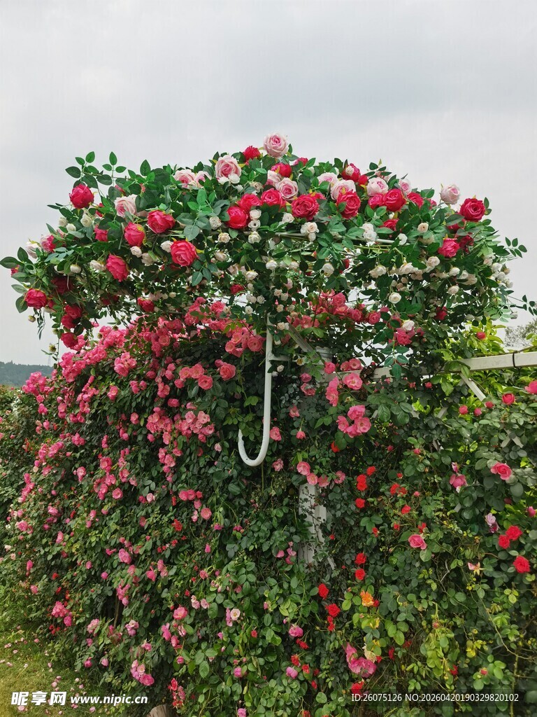 蔷薇花满墙的美丽景致