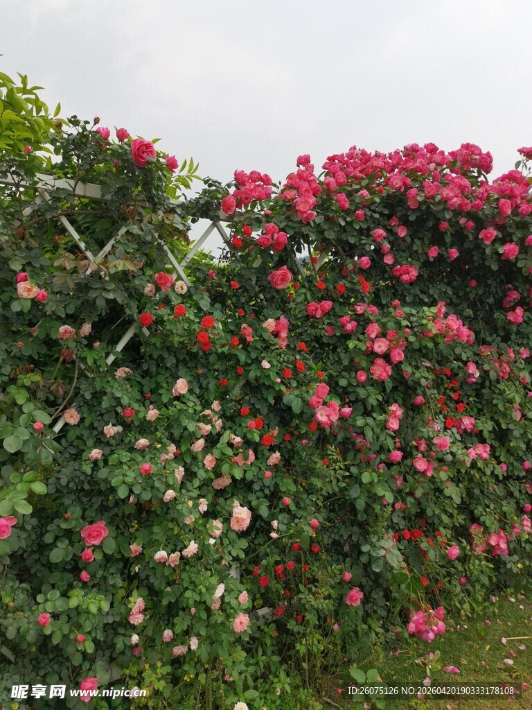 繁花盛开的绚烂花墙