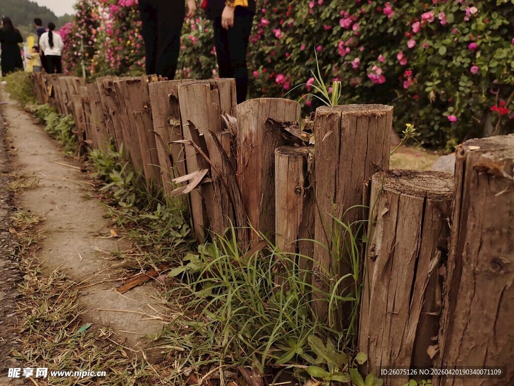 木栅栏旁的自然景致