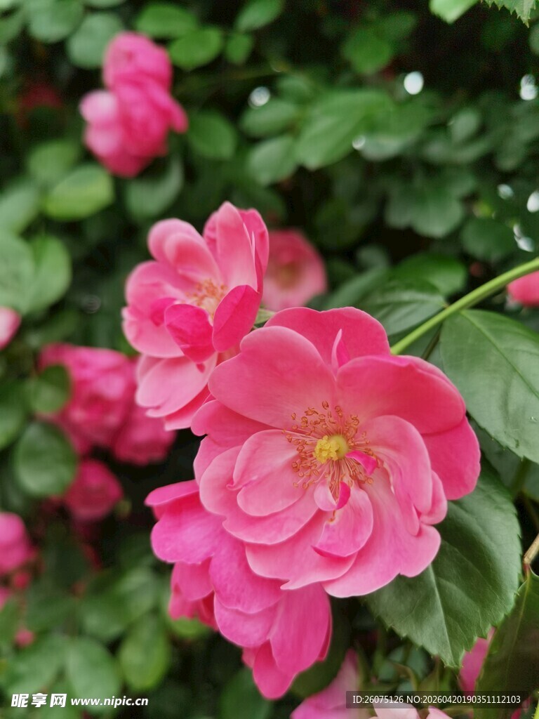 娇艳粉色山茶花绽放