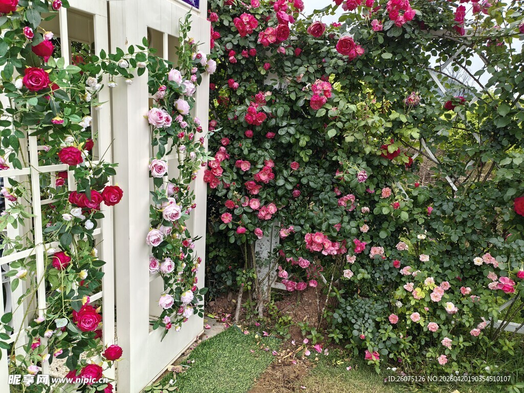 蔷薇爬满白色花架美景