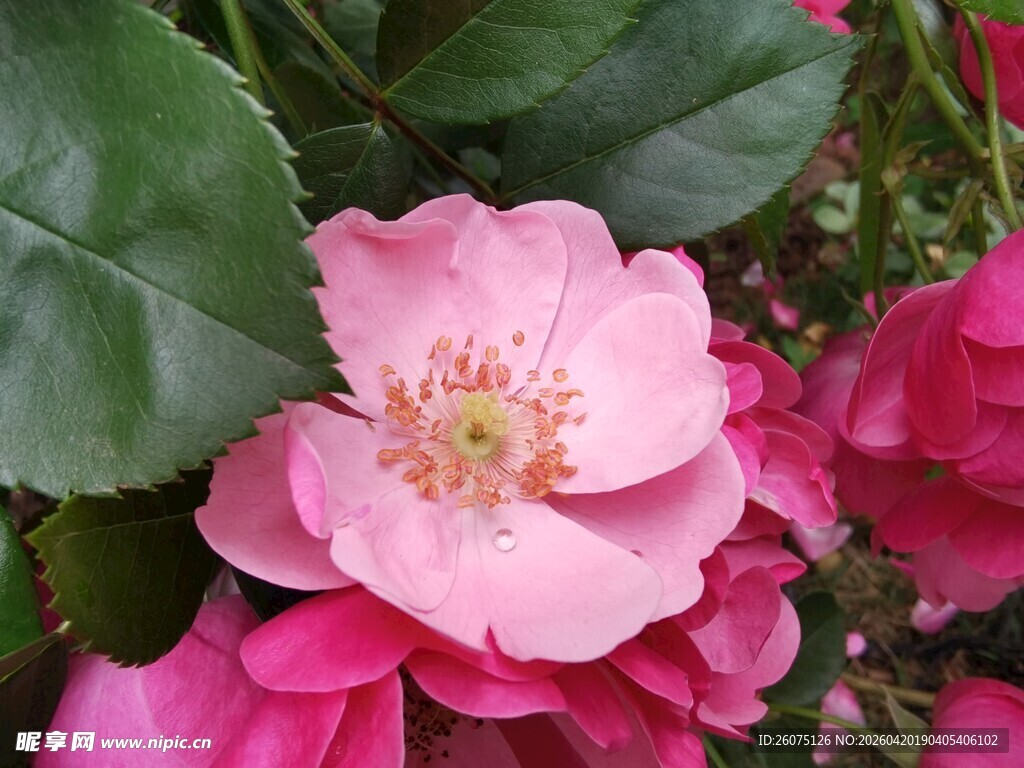 娇艳粉色蔷薇花绽放