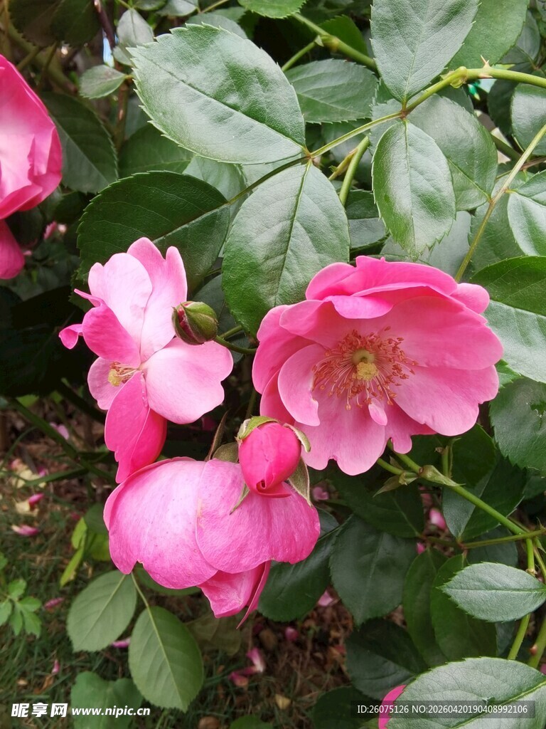 娇艳粉色花朵绽放