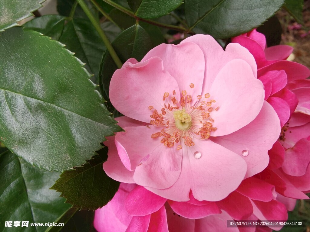 娇艳粉色蔷薇花特写