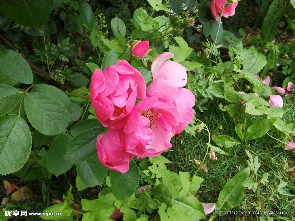 娇艳绽放的粉色蔷薇花