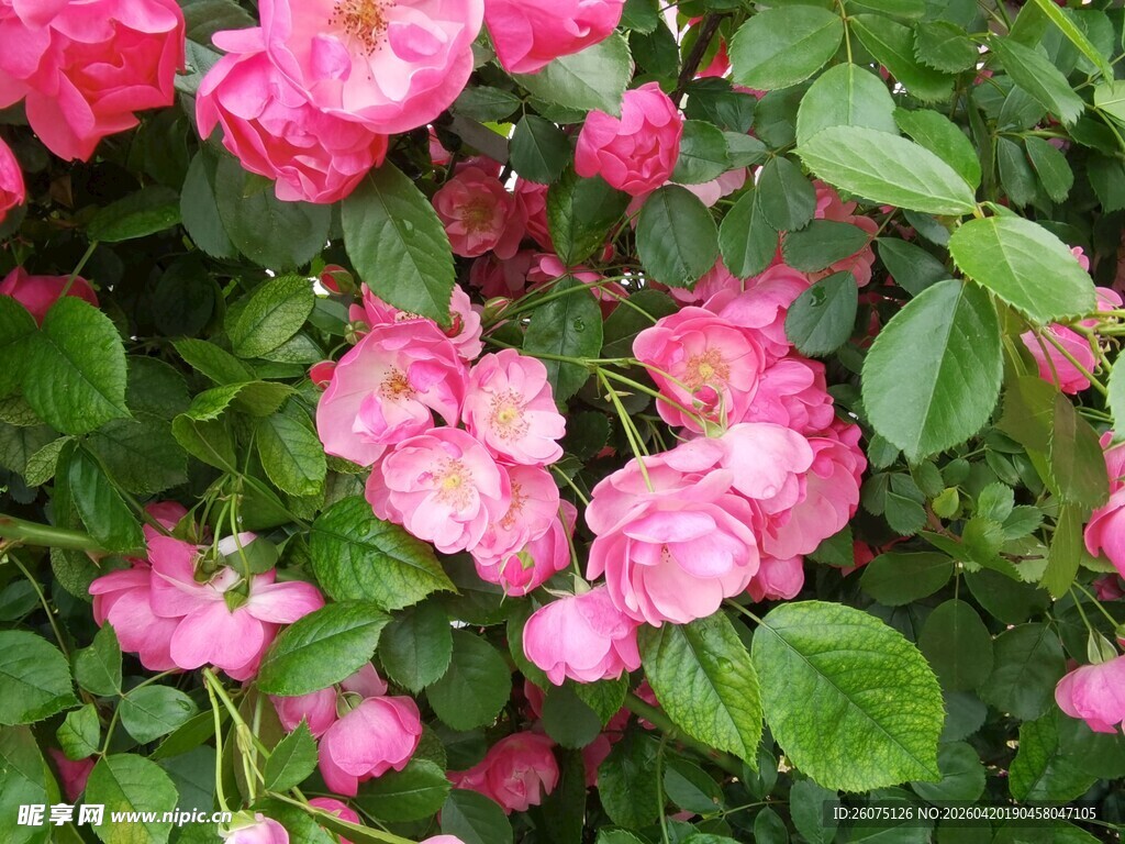 娇艳粉色蔷薇花绽放