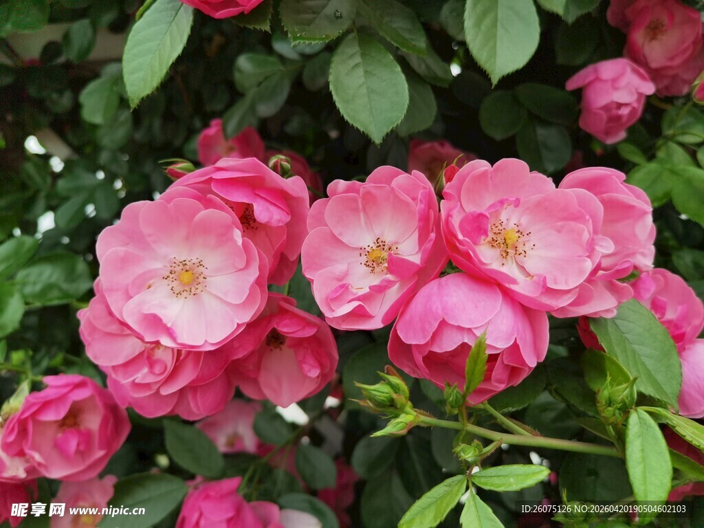 娇艳蔷薇花绽放