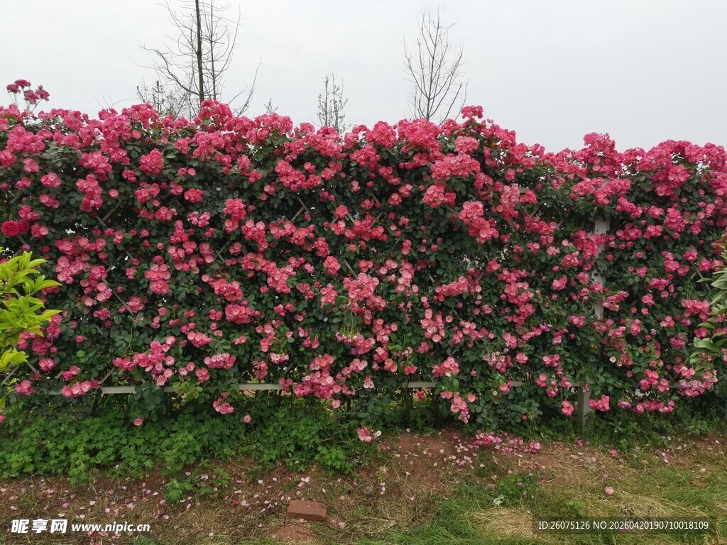 繁花似锦的艳丽花墙