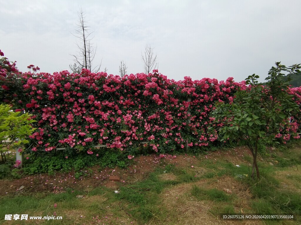 繁花似锦的艳丽花卉景观