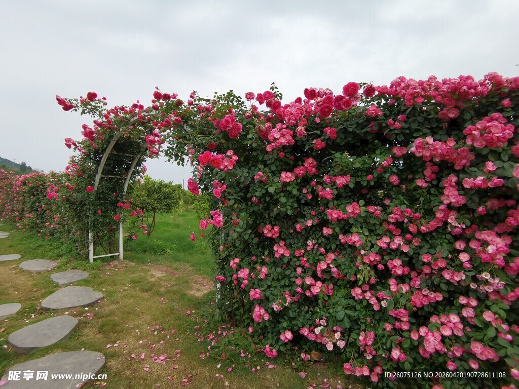 蔷薇繁花拱门装点美丽小径
