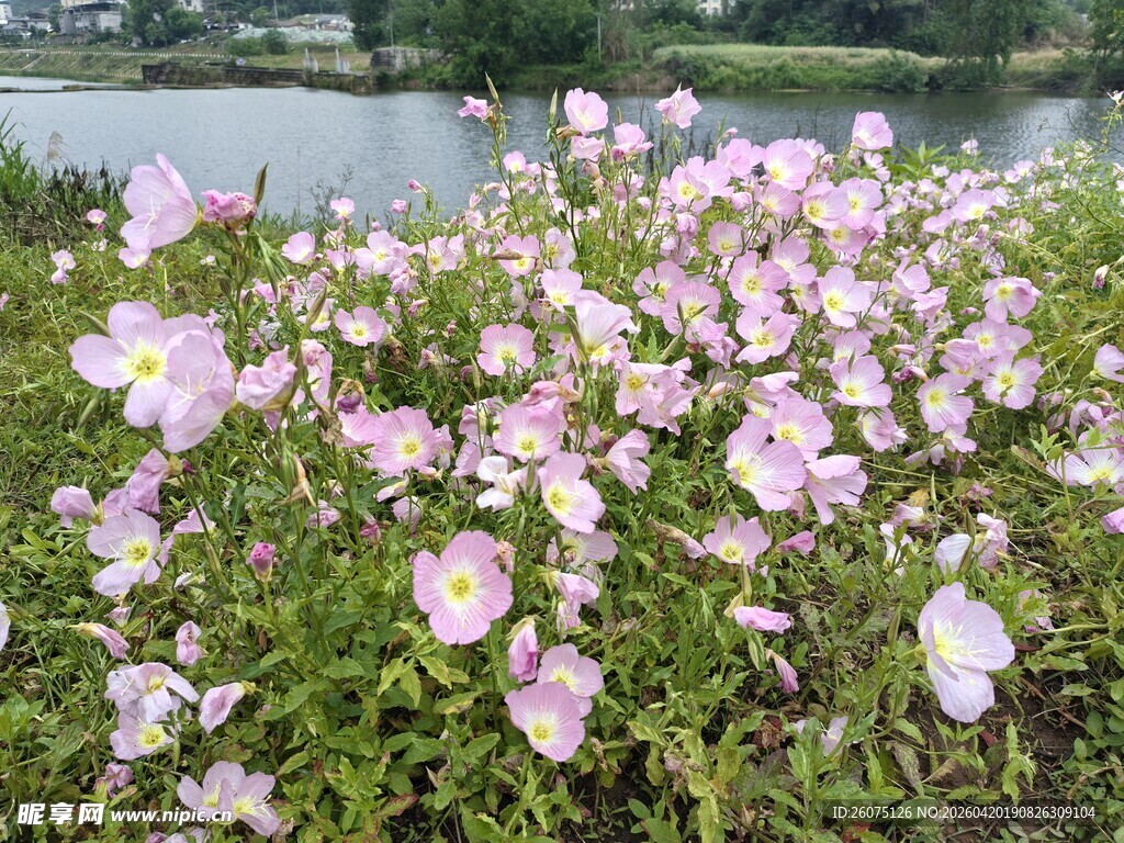 湖畔绽放的美丽粉色月见花朵