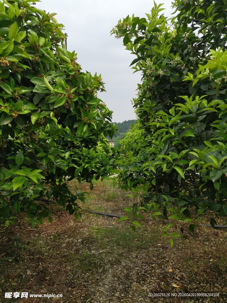 果园绿树成荫景象