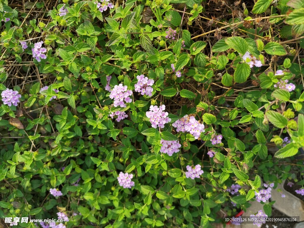 繁茂绿植间的紫色小花