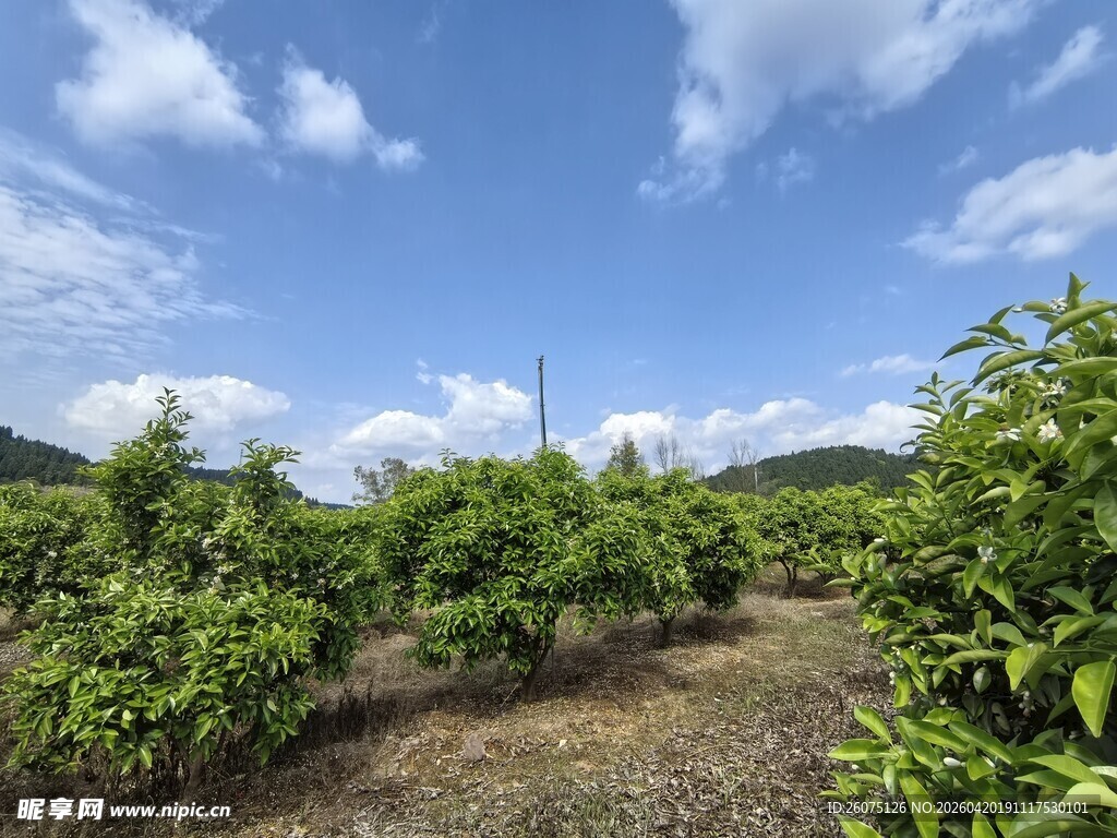 果园风光绿树蓝天相映