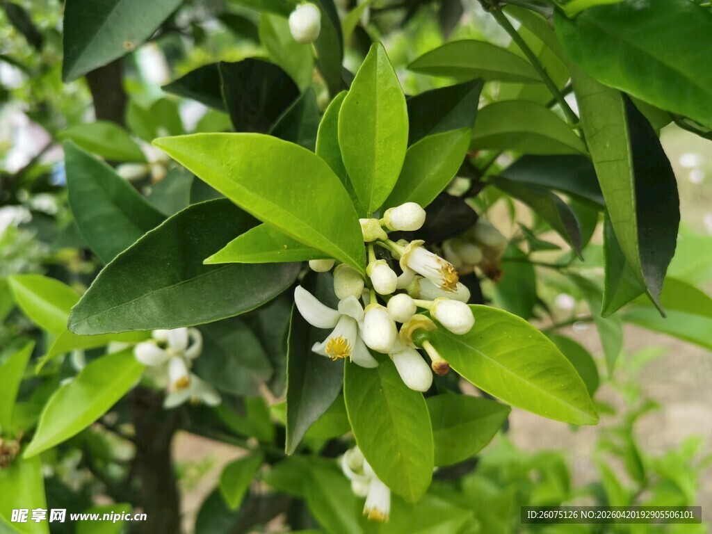 柑橘树绽放白色小花