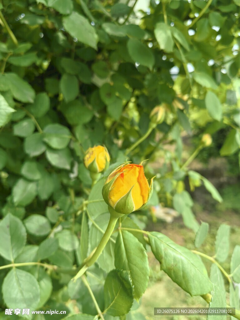 绿叶间的两朵明艳小花