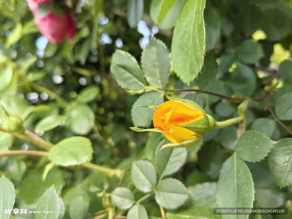 含苞待放的黄色月季花