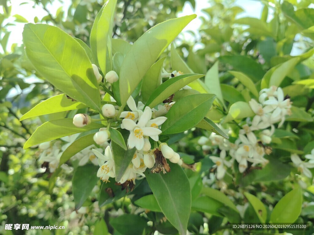 柑橘树绽放白色花朵