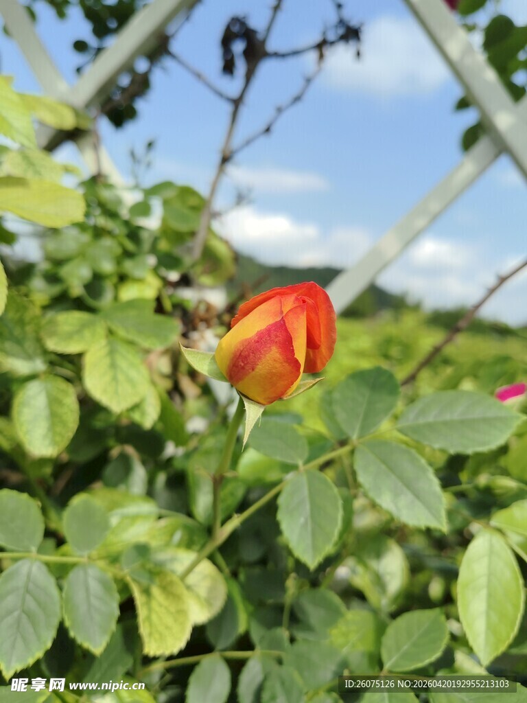 绿叶丛中娇艳红玫瑰