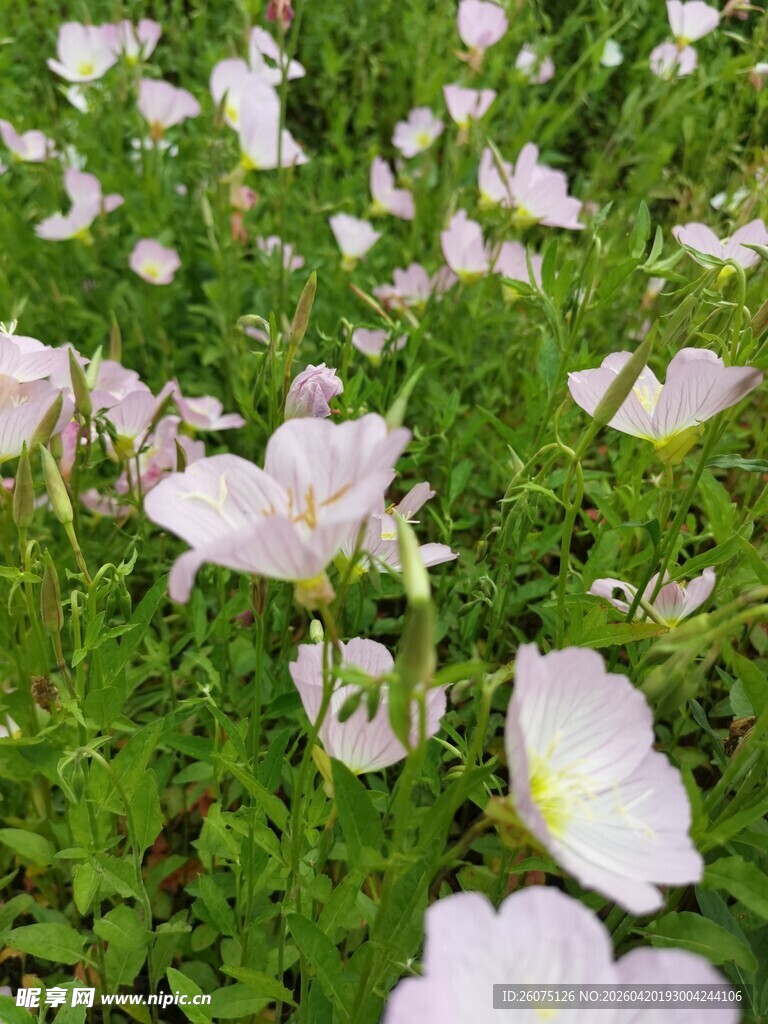 粉色月见草花海