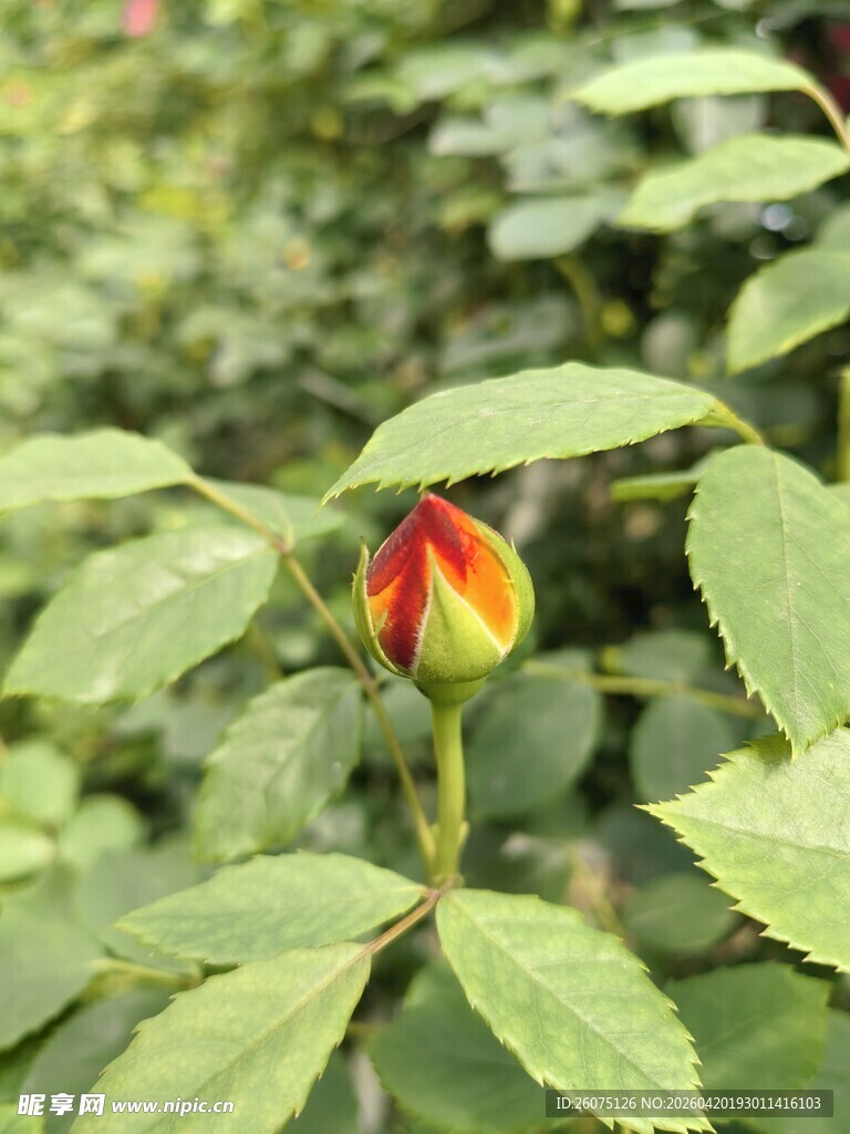 含苞待放的娇艳玫瑰花蕾