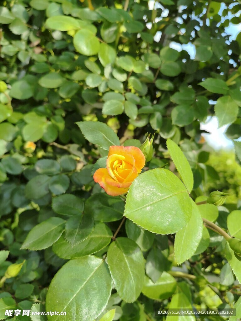 绿叶丛中的橙色花朵
