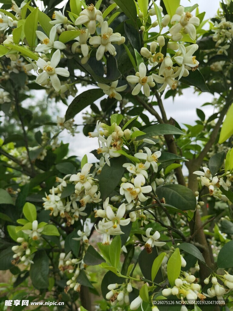 盛开的白色柑橘花朵绿植