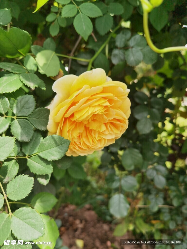 黄玫瑰绽放绿叶间