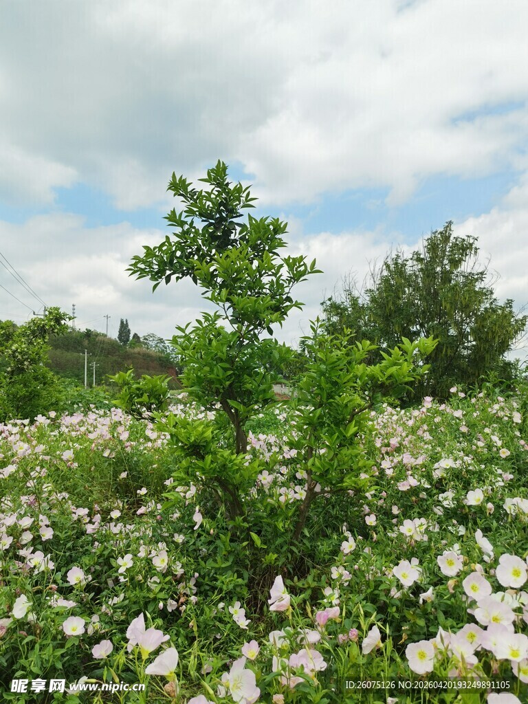 繁花绿树间的自然景致