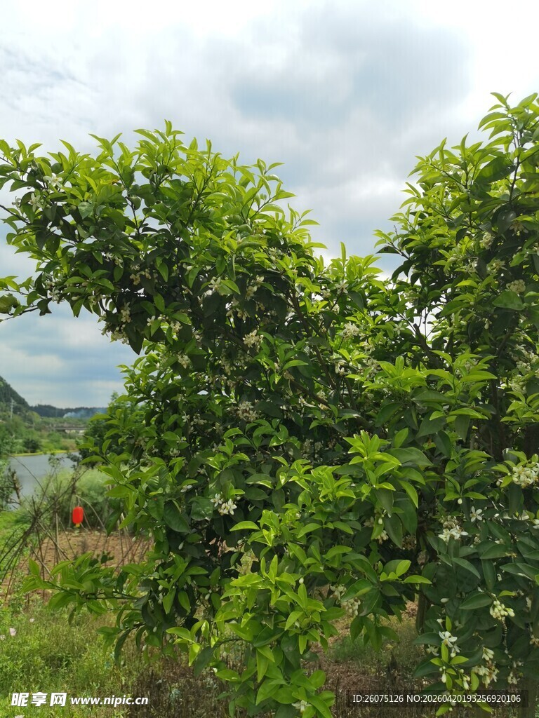 绿意盎然的户外藤蔓景观