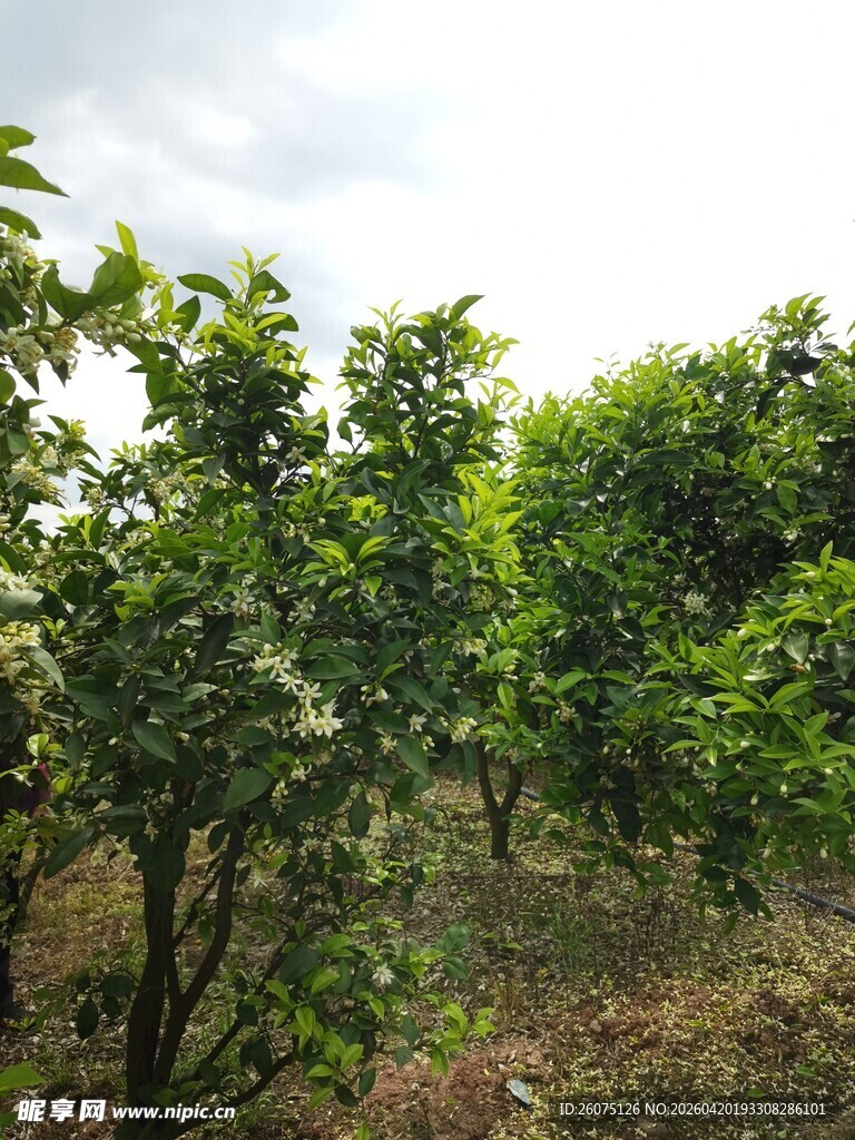 柑橘果园绿意盎然