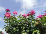 蓝天映衬下的娇艳月季花