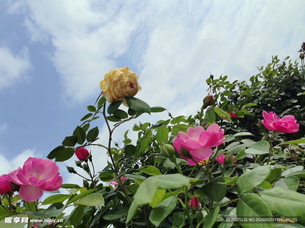 蓝天映衬下的多彩花卉