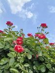 蓝天映衬下的艳丽红蔷薇