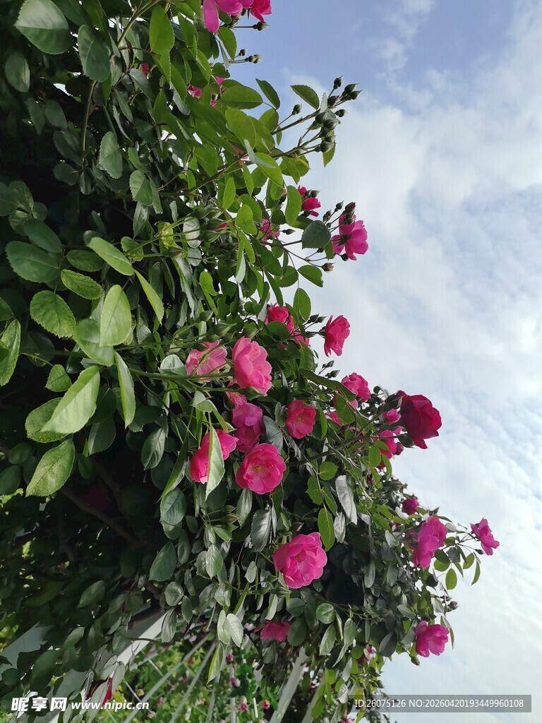 盛开的艳丽粉色花卉