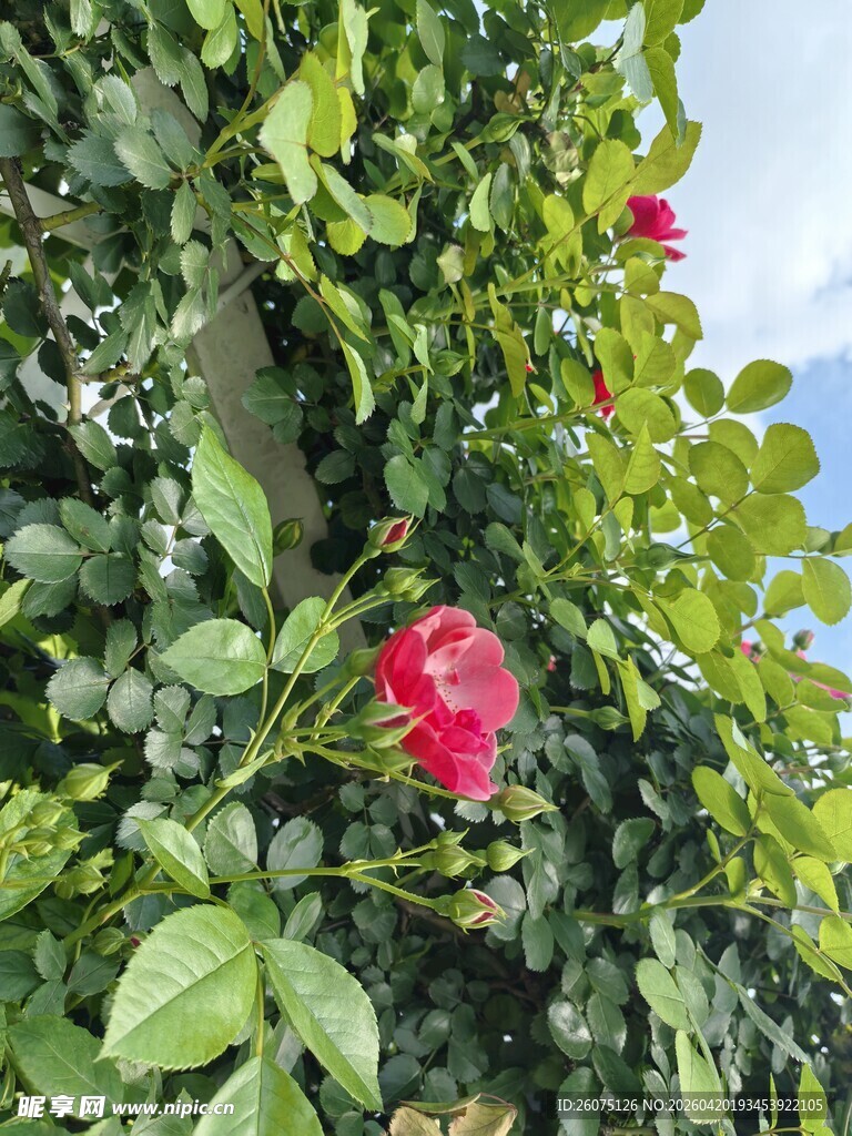 绿叶丛中娇艳红玫瑰