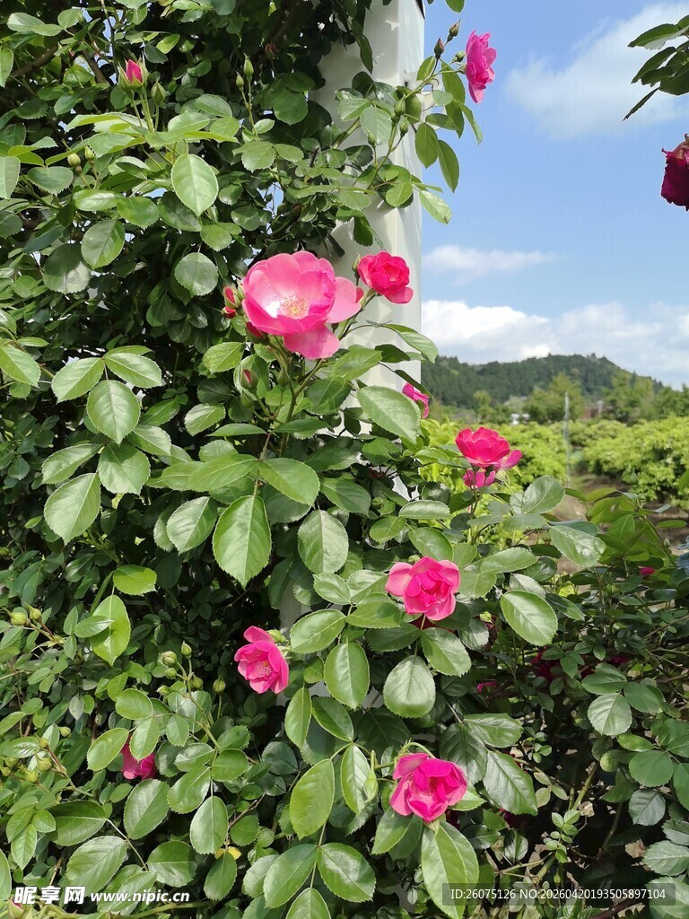 娇艳蔷薇绽放于绿叶间