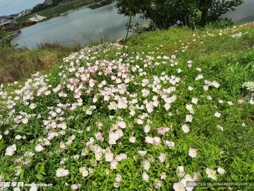 湖畔繁花盛开的美丽景致