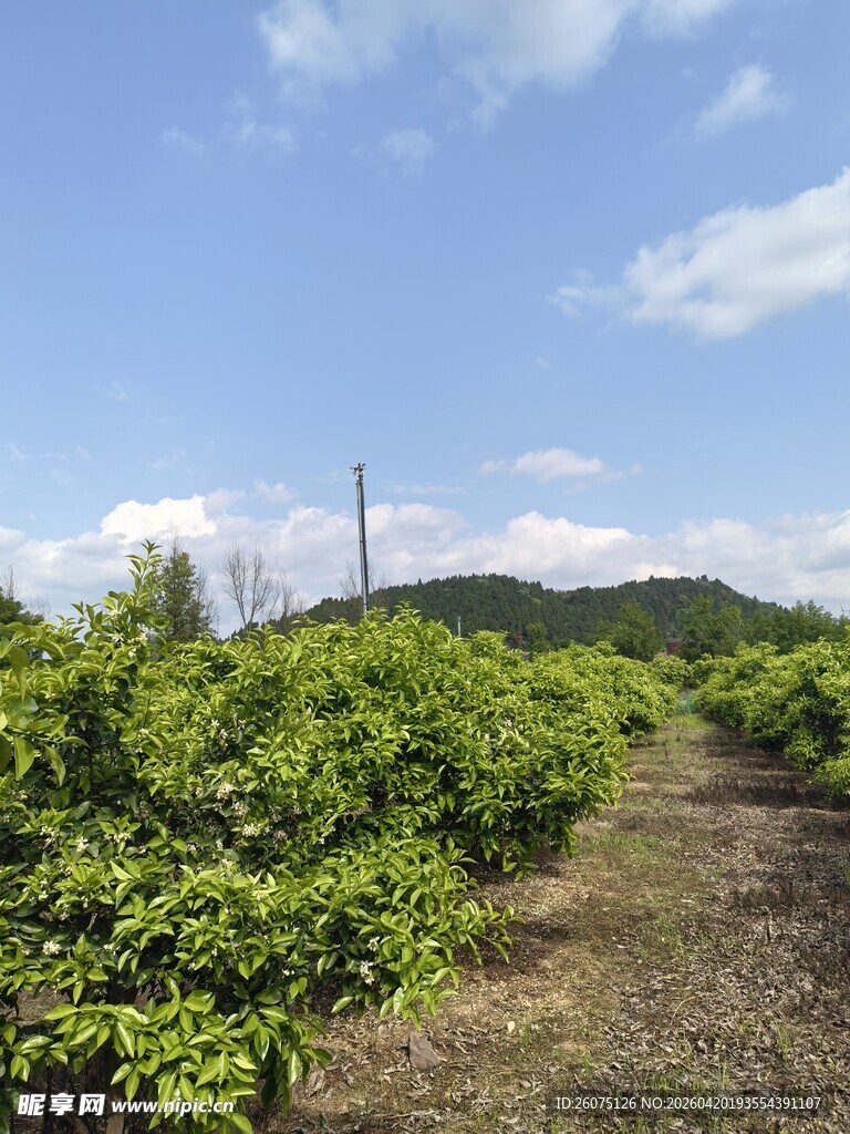 绿意盎然的山间果园小径