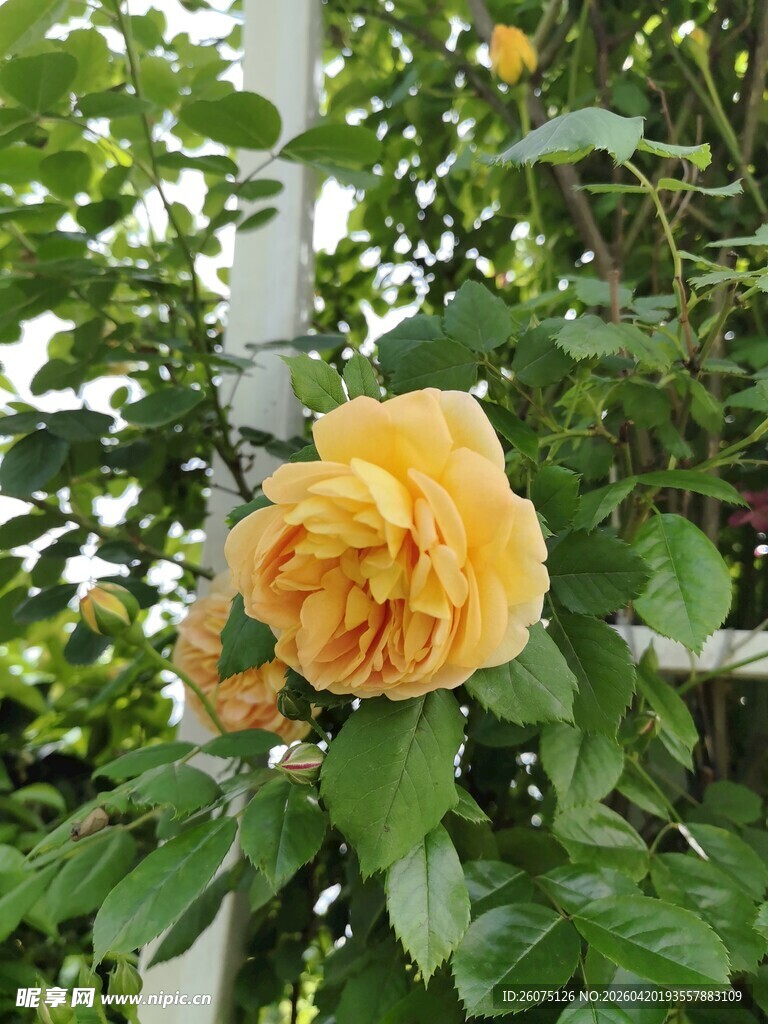 盛开的黄色月季花